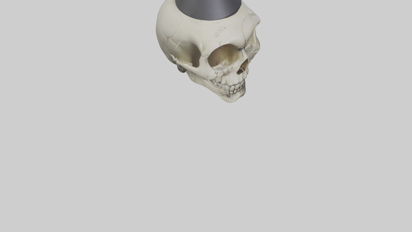 Cartoon Skull model 3D model