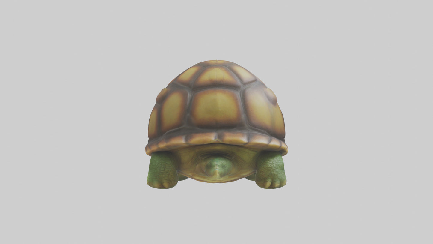 Cartoon Turtle model 3D model