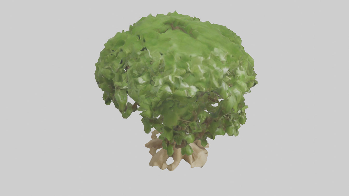 Cashew tree model 3D model