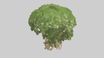 Cashew tree model 3D model
