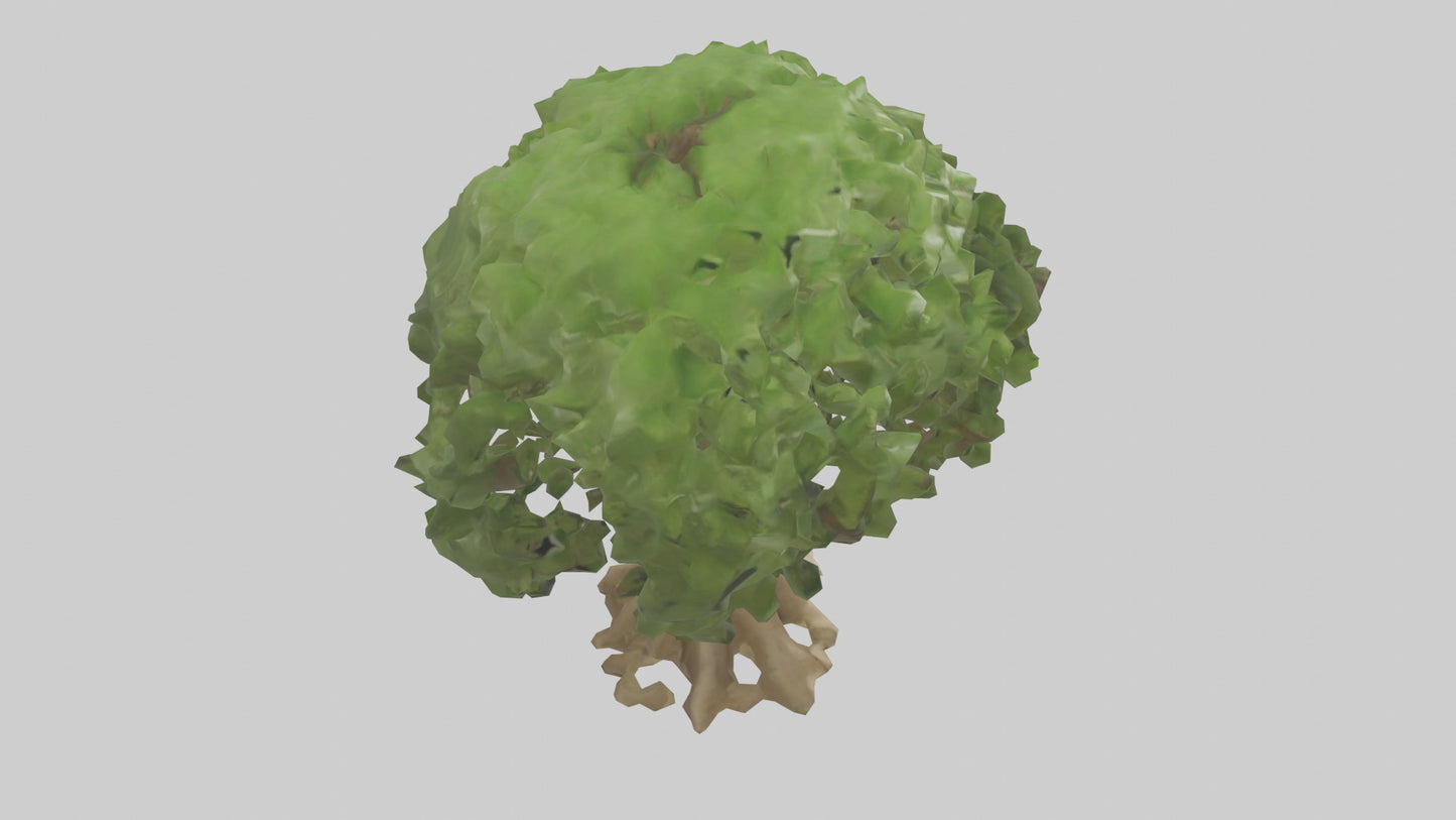 Cashew tree model 3D model