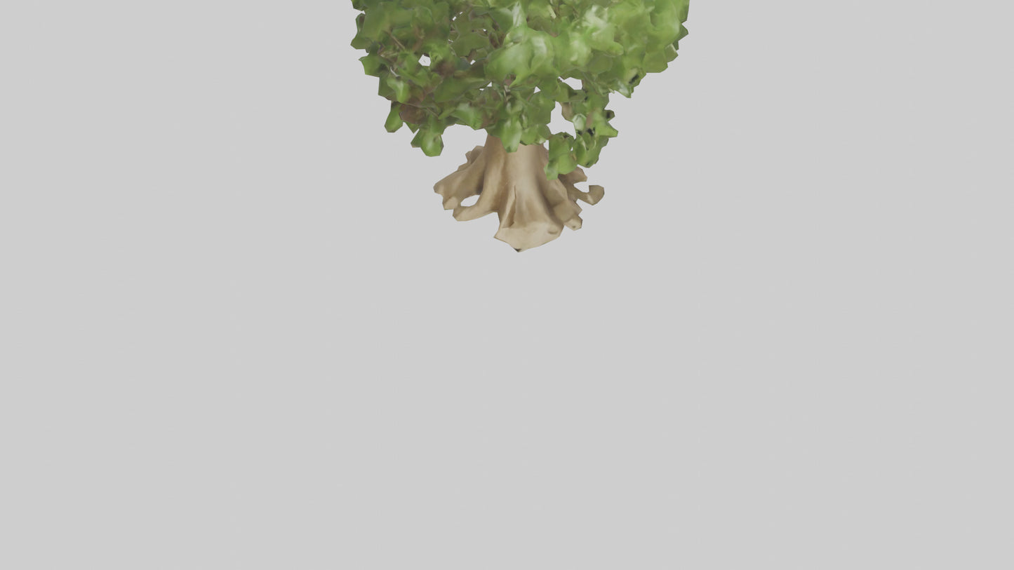 Cashew tree model 3D model