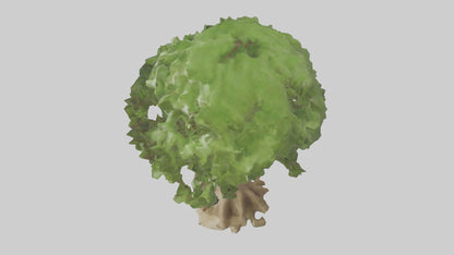 Cashew tree model 3D model