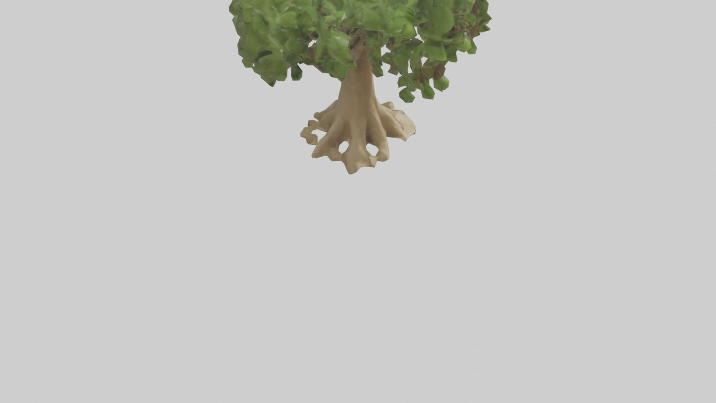 Cashew tree model 3D model