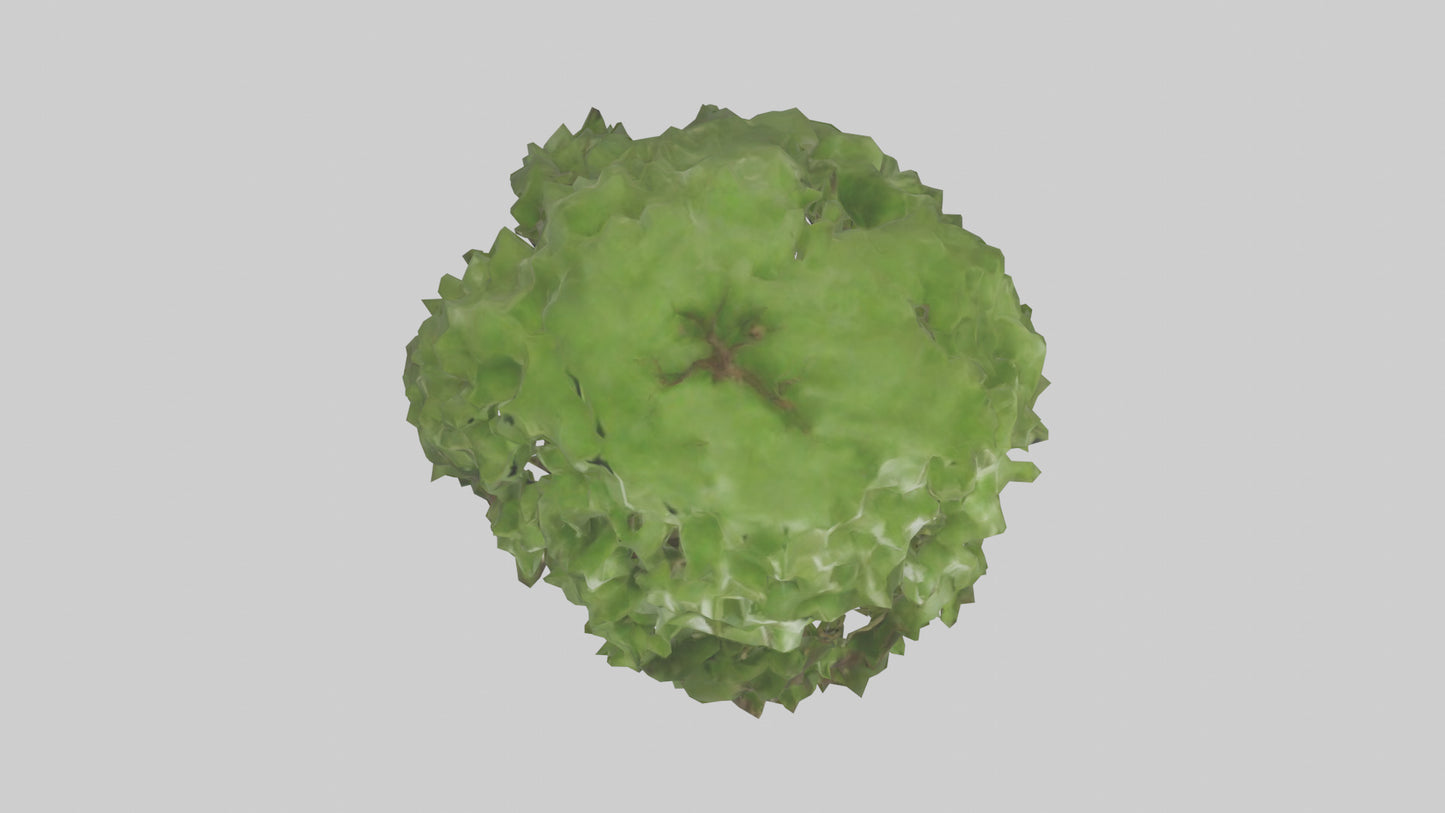 Cashew tree model 3D model