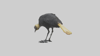Cassowary chick exploring model 3D model