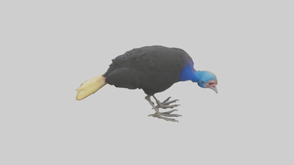 Cassowary chick exploring model 3D model