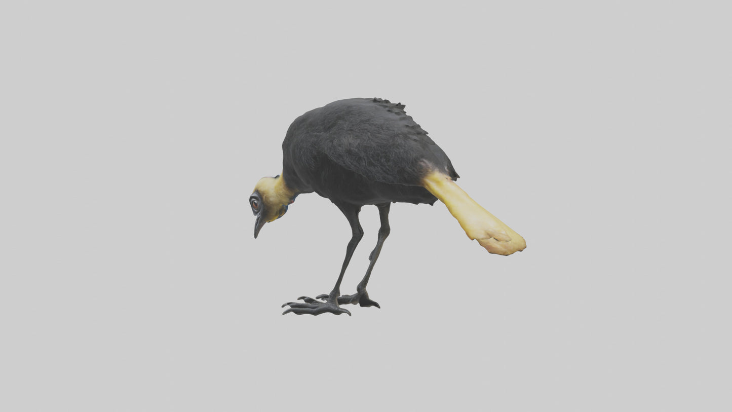 Cassowary chick exploring model 3D model