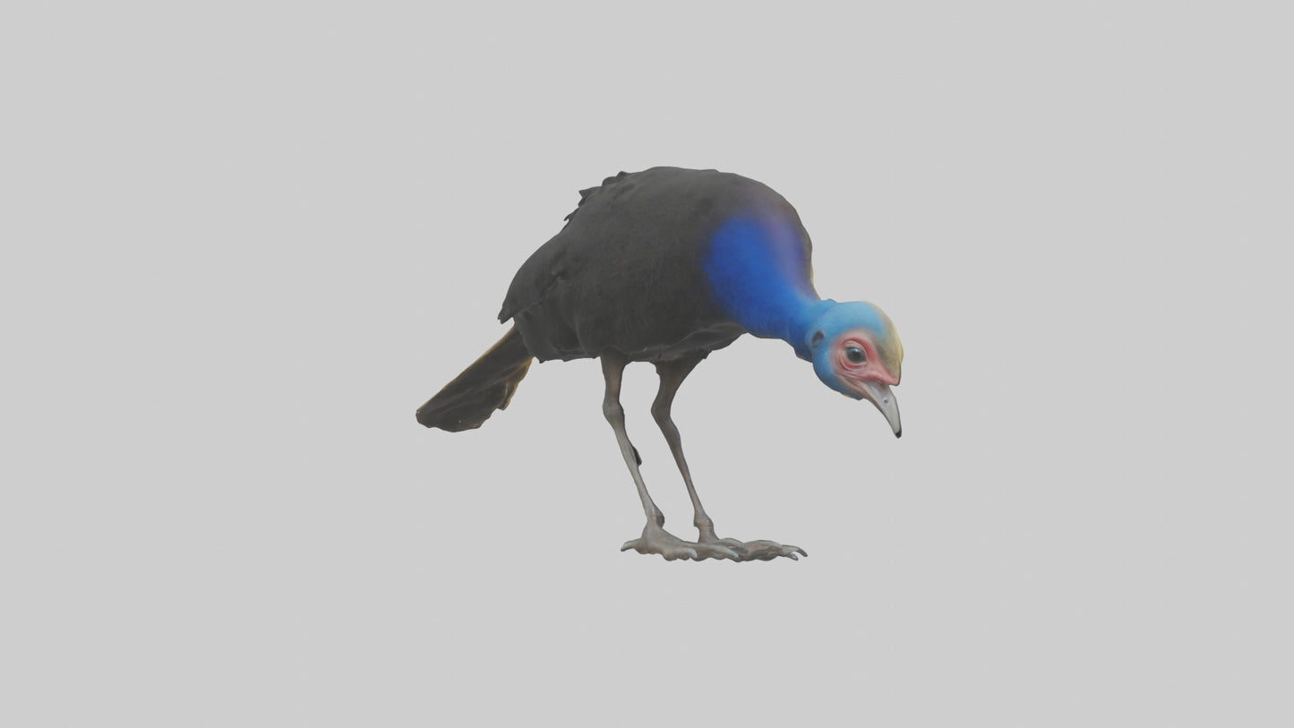 Cassowary chick exploring model 3D model