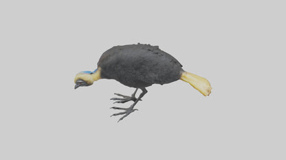 Cassowary chick exploring model 3D model