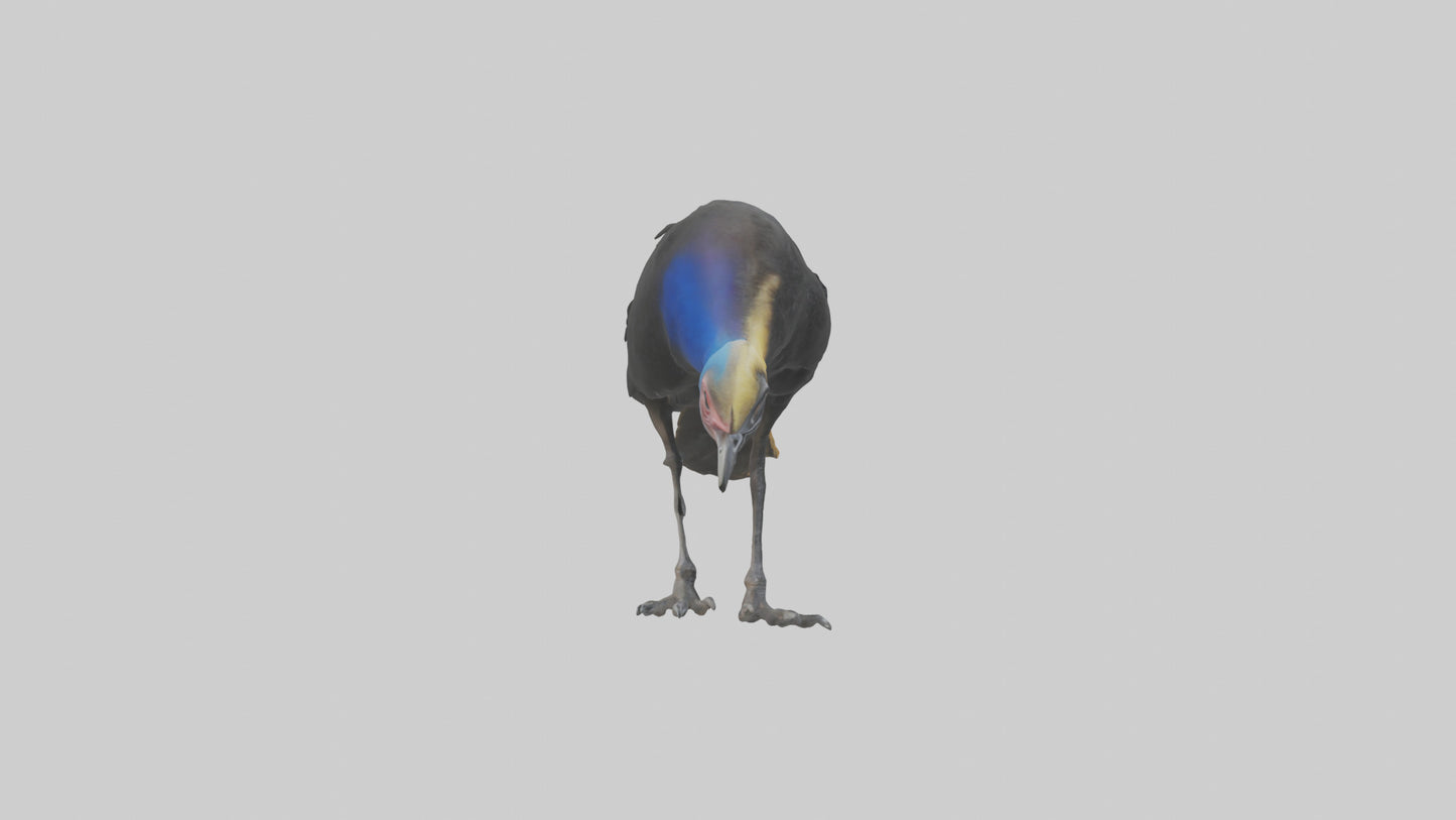 Cassowary chick exploring model 3D model
