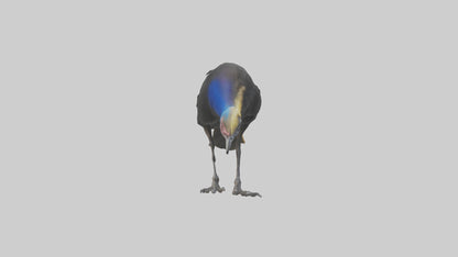 Cassowary chick exploring model 3D model