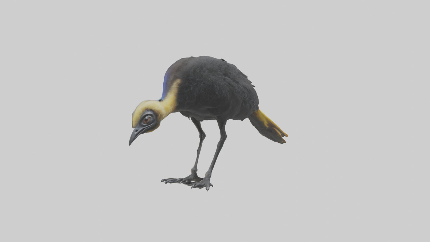 Cassowary chick exploring model 3D model