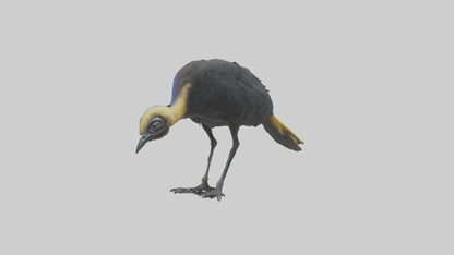 Cassowary chick exploring model 3D model