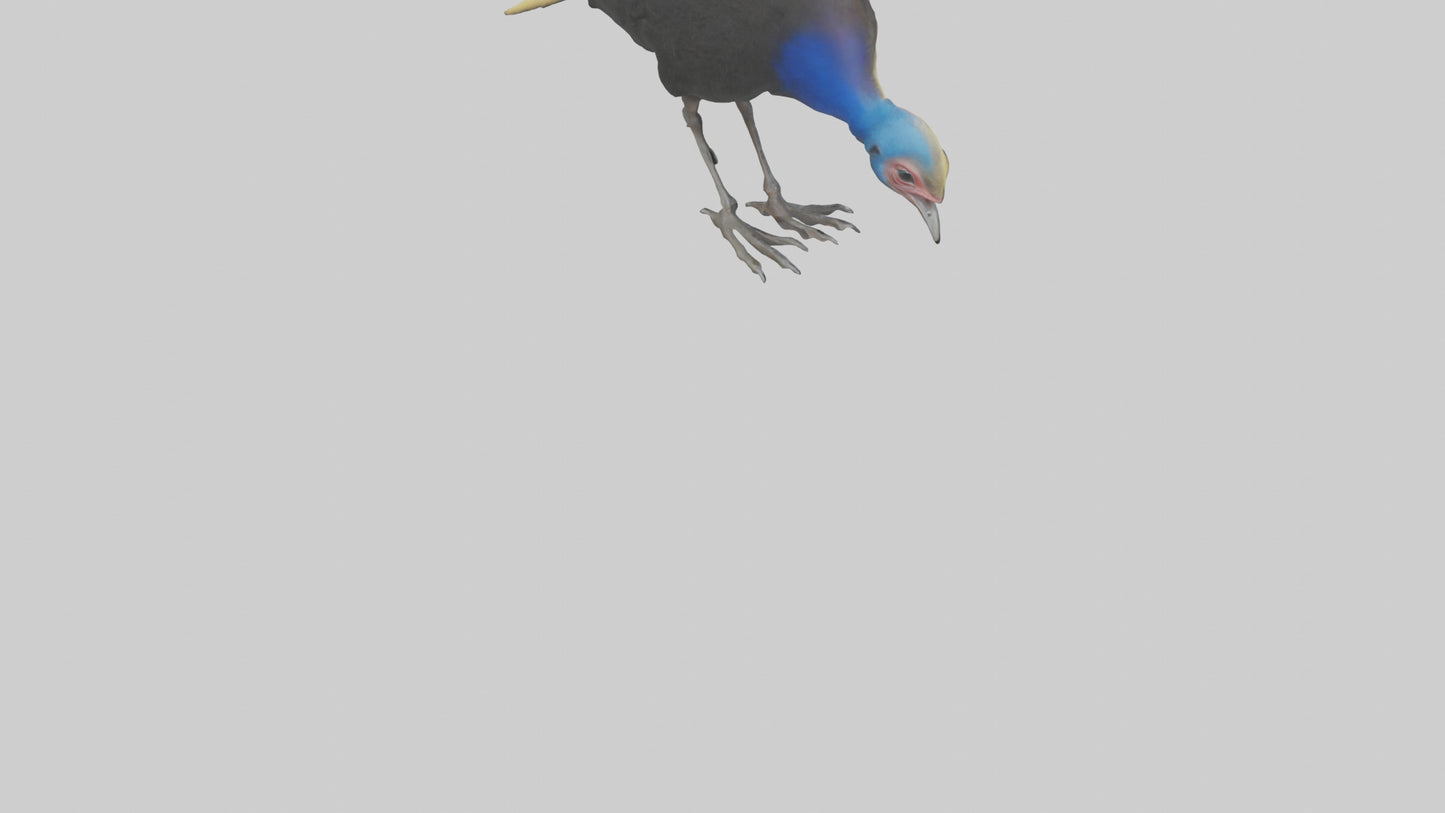 Cassowary chick exploring model 3D model