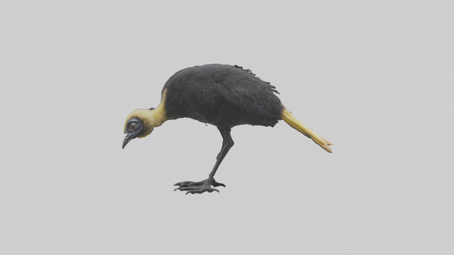 Cassowary chick exploring model 3D model