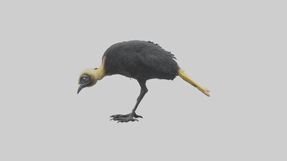 Cassowary chick exploring model 3D model