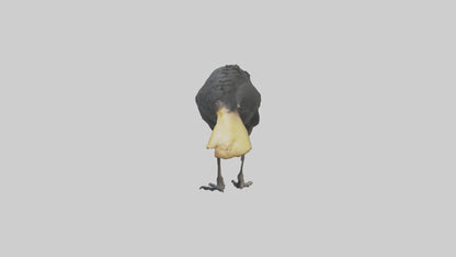 Cassowary chick exploring model 3D model