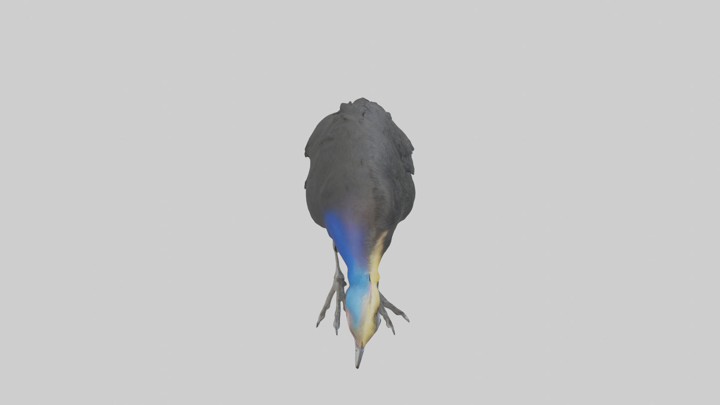 Cassowary chick exploring model 3D model