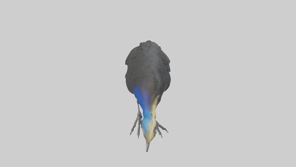 Cassowary chick exploring model 3D model