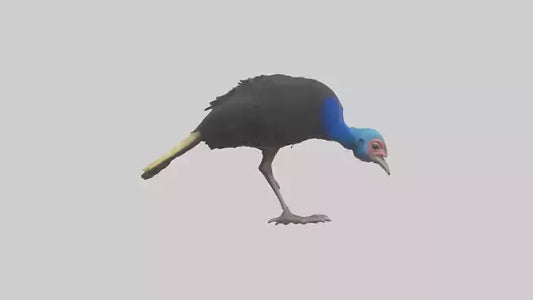Cassowary chick exploring model 3D model
