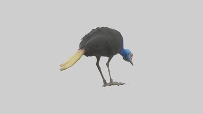 Cassowary chick exploring model 3D model