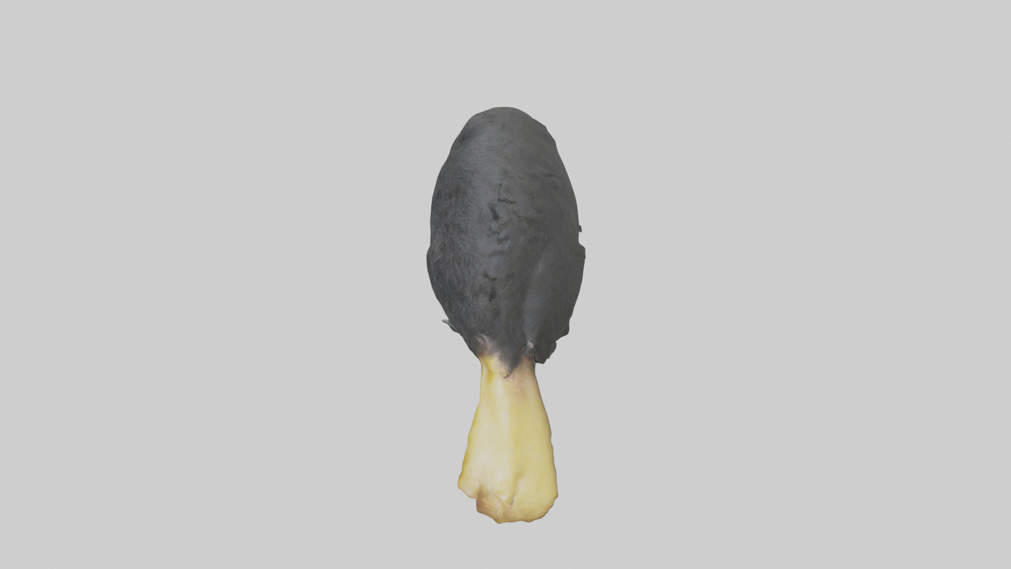 Cassowary chick exploring model 3D model