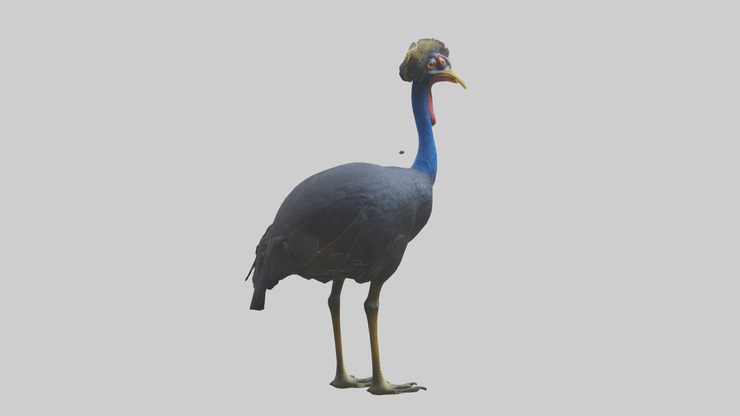 Cassowary stalking model 3D model