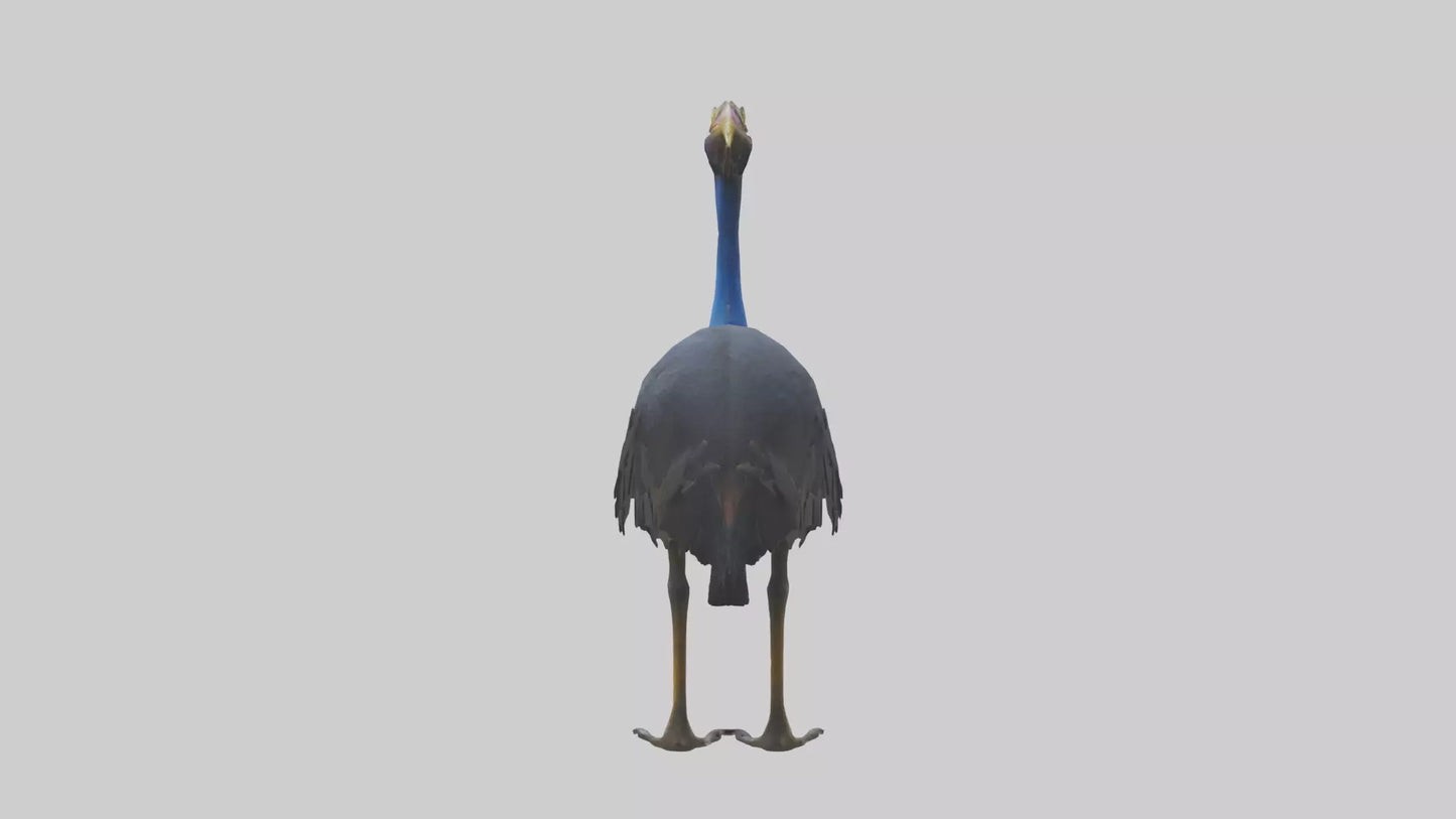 Cassowary stalking model 3D model
