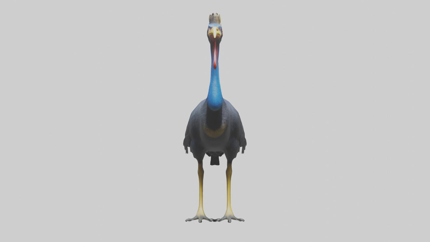 Cassowary stalking model 3D model