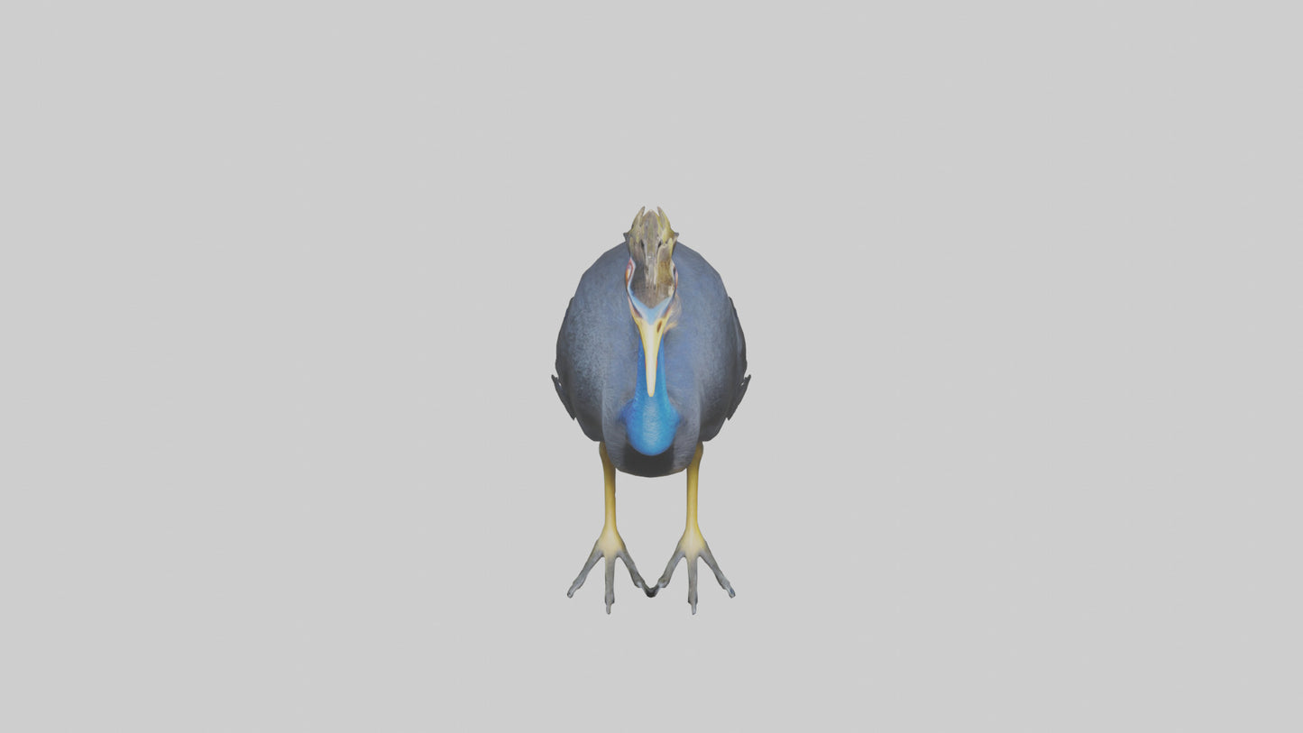 Cassowary stalking model 3D model