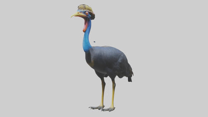 Cassowary stalking model 3D model