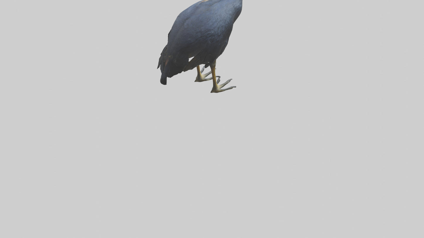 Cassowary stalking model 3D model
