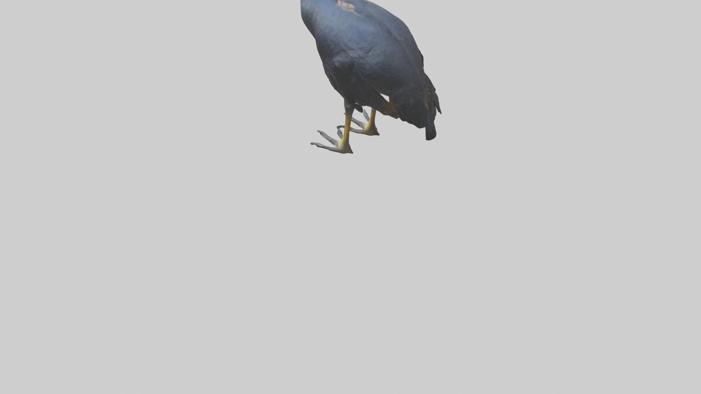 Cassowary stalking model 3D model