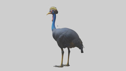 Cassowary stalking model 3D model