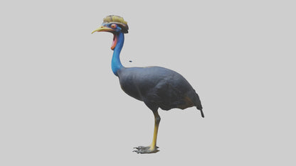 Cassowary stalking model 3D model
