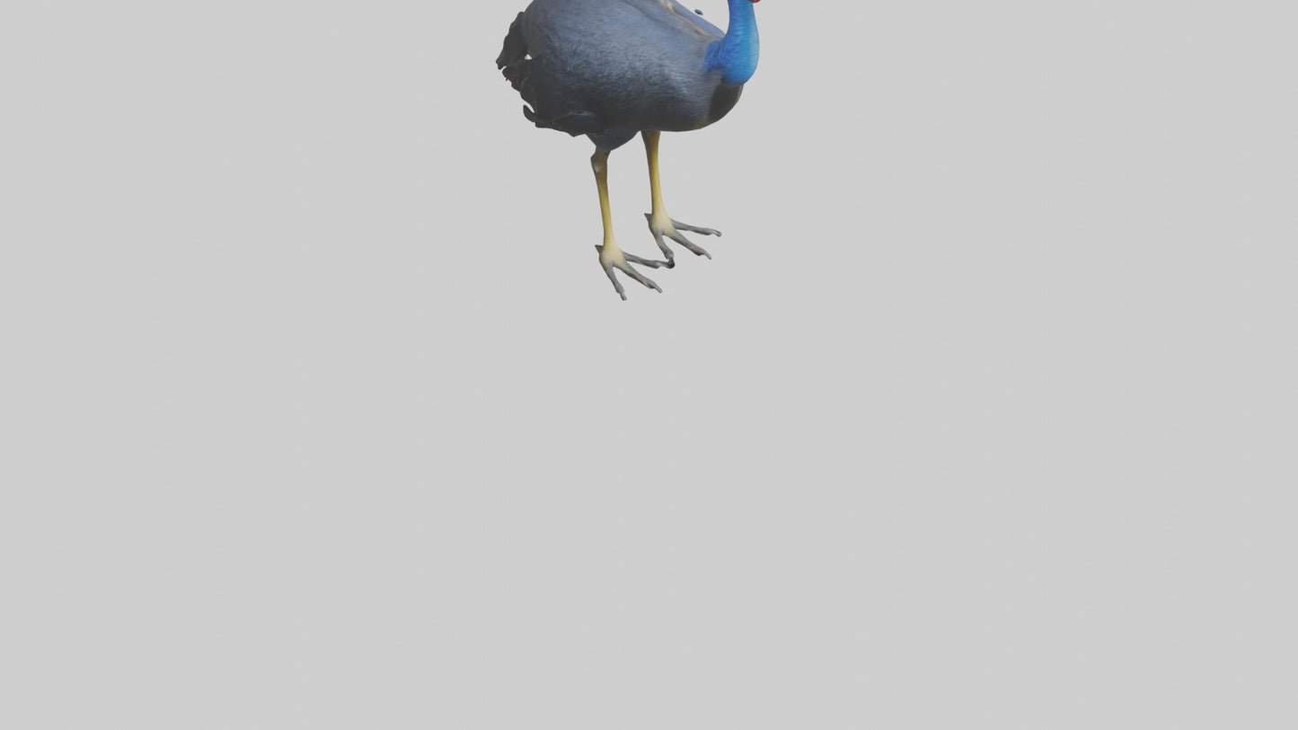 Cassowary stalking model 3D model
