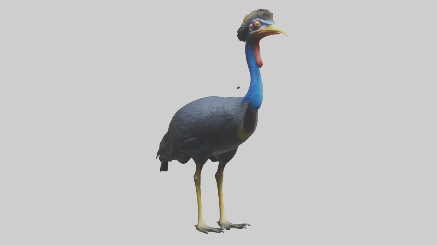 Cassowary stalking model 3D model