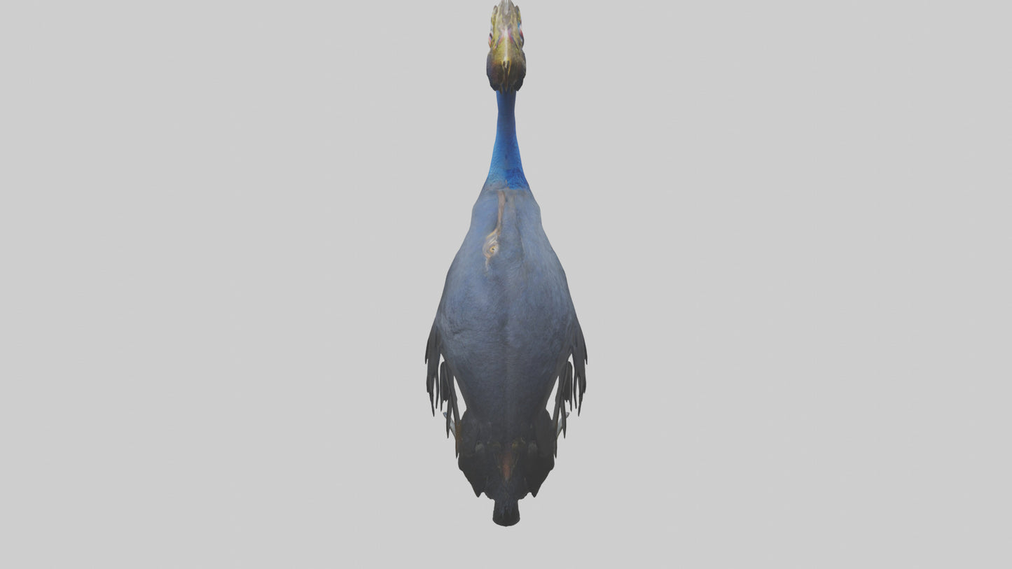 Cassowary stalking model 3D model