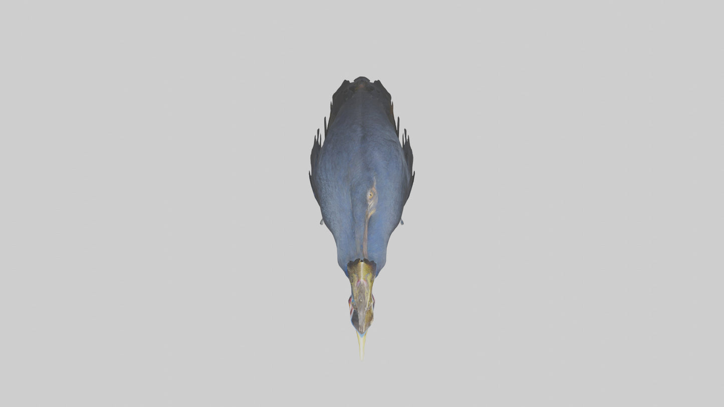 Cassowary stalking model 3D model