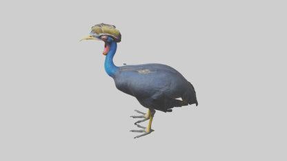 Cassowary stalking model 3D model