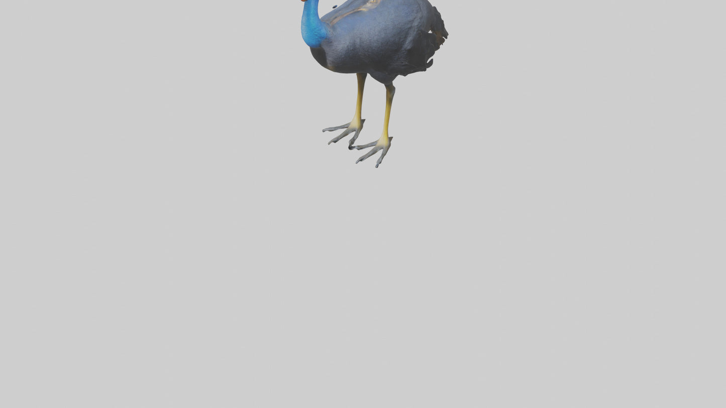 Cassowary stalking model 3D model