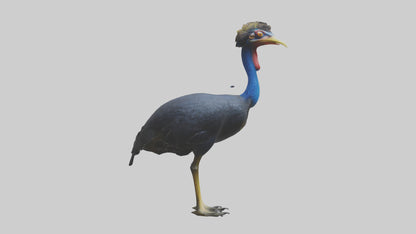 Cassowary stalking model 3D model