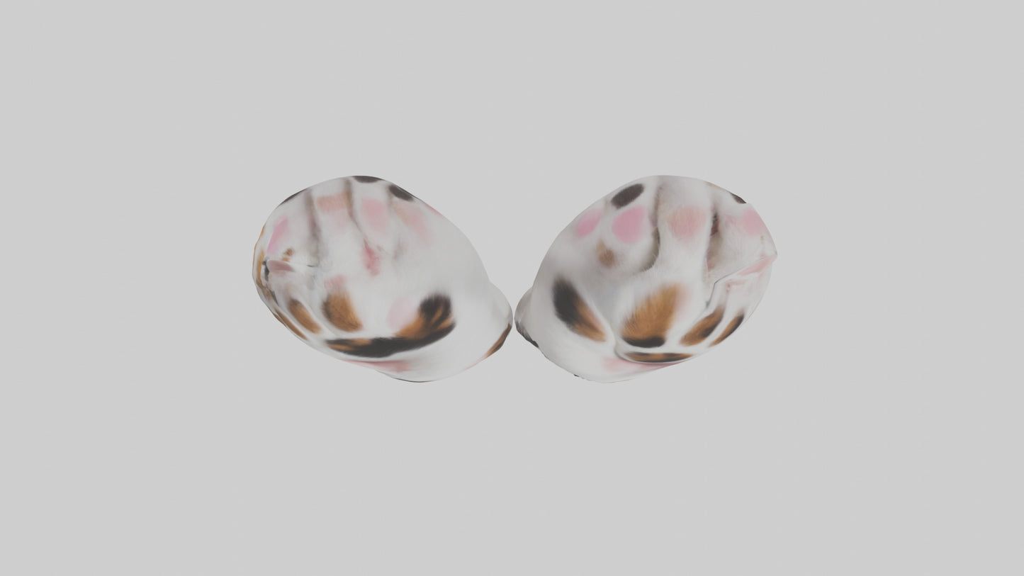 Cat Paws 3D model