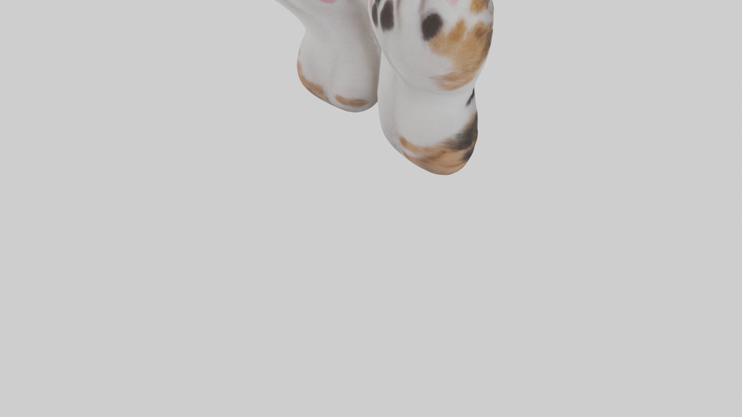 Cat Paws 3D model