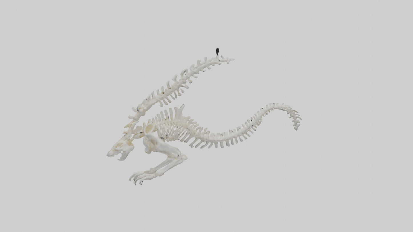 Cat Tail Skeleton model 3D model
