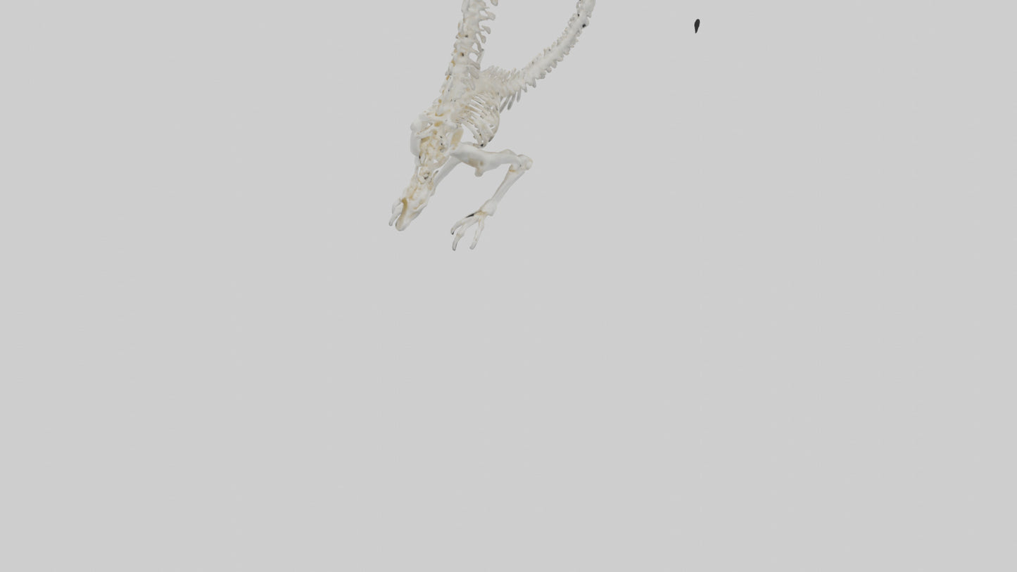Cat Tail Skeleton model 3D model