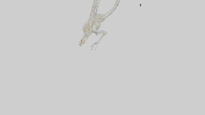 Cat Tail Skeleton model 3D model