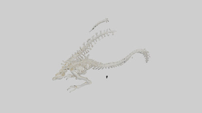 Cat Tail Skeleton model 3D model