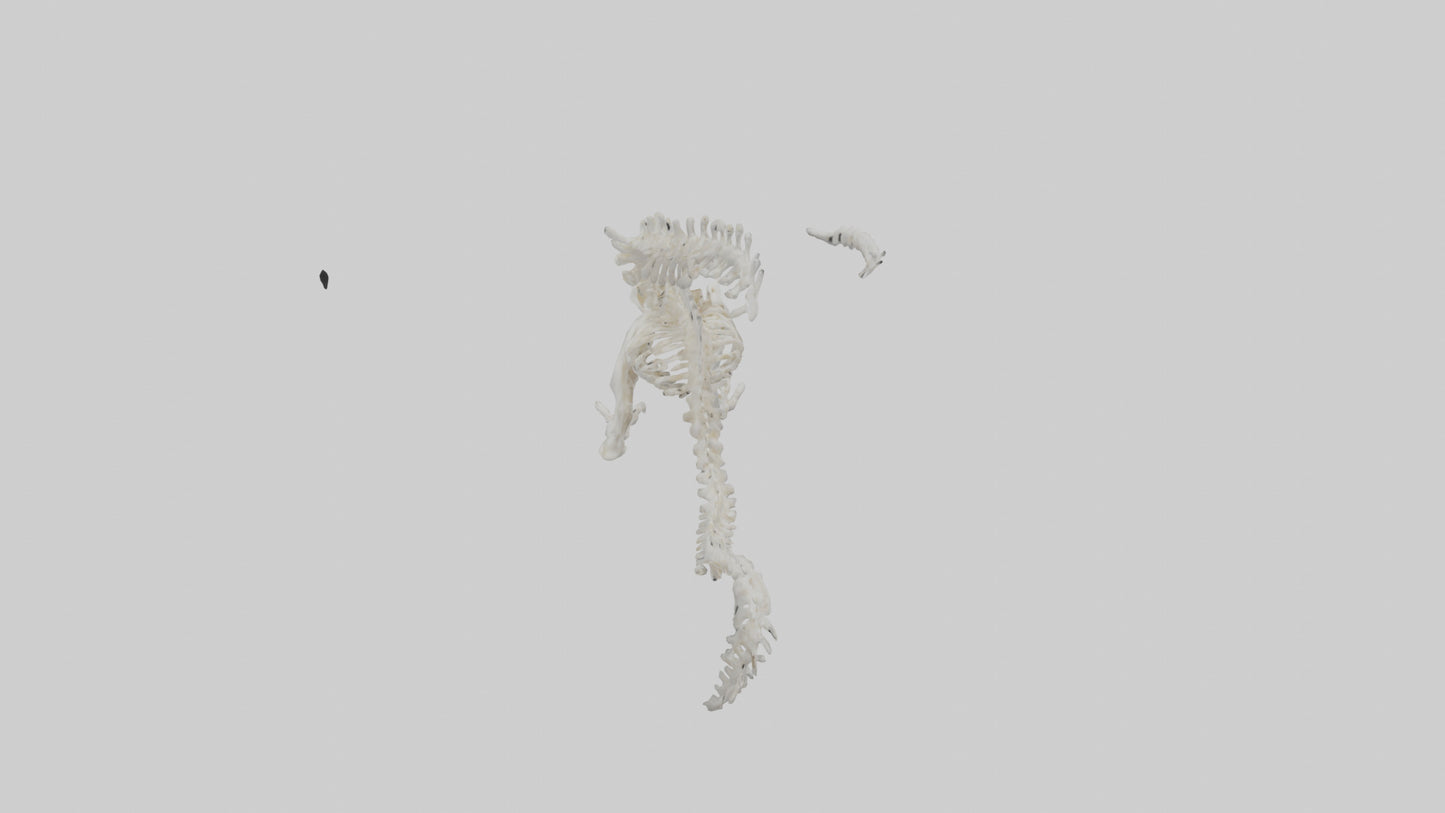 Cat Tail Skeleton model 3D model